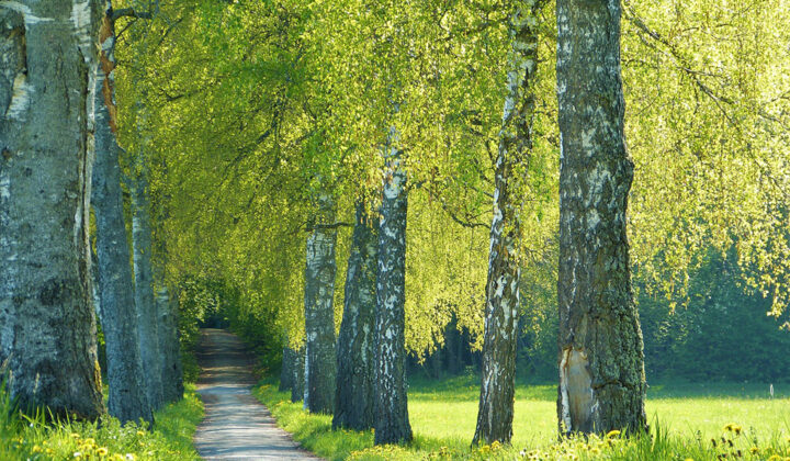 Umeå 980×571