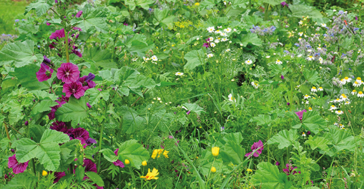 Akademins blomsteräng
