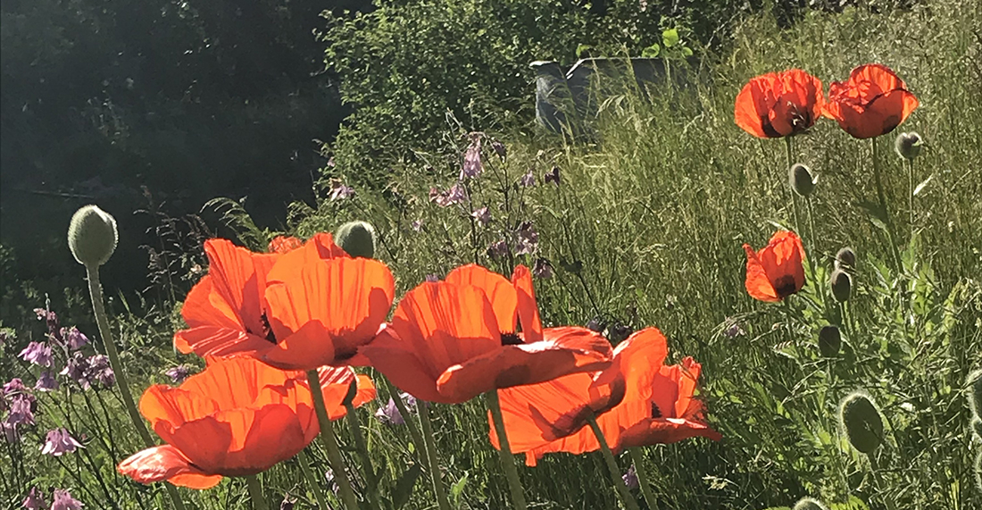 Sommarblomster Foto: Sveriges unga akademi